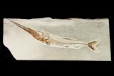 Predatory Fossil Fish (Apateopholis) - Hakel, Lebanon #162771-1